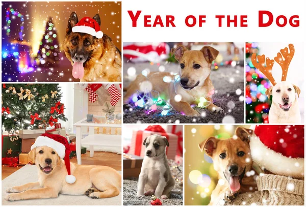 Collage con perros lindos como símbolo de 2018 año del calendario chino — Foto de Stock