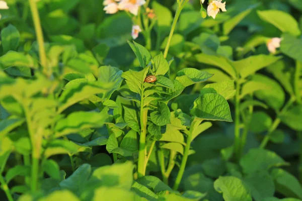 Closeup de arbustos de batata em plantação — Fotografia de Stock