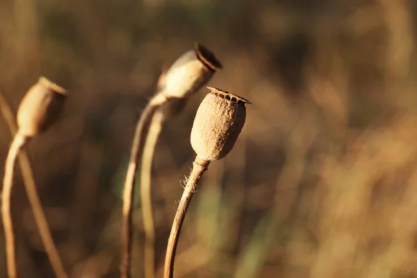 Cápsulas de amapola con semillas en el campo de otoño —  Fotos de Stock