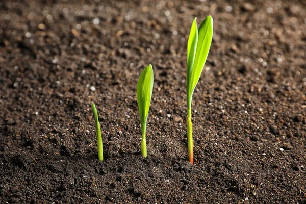 Green seedlings in soil — Stock Photo, Image