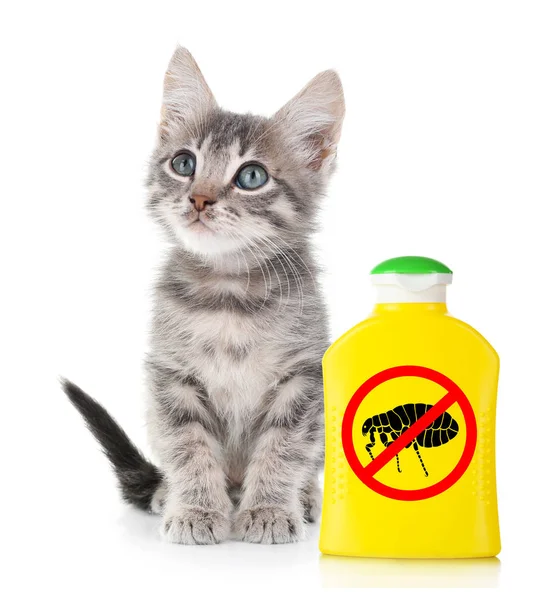 Gattino con bottiglia di shampoo per pulci — Foto Stock