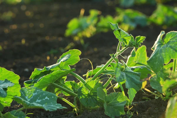 Melon bush on plantation — Stock Photo, Image