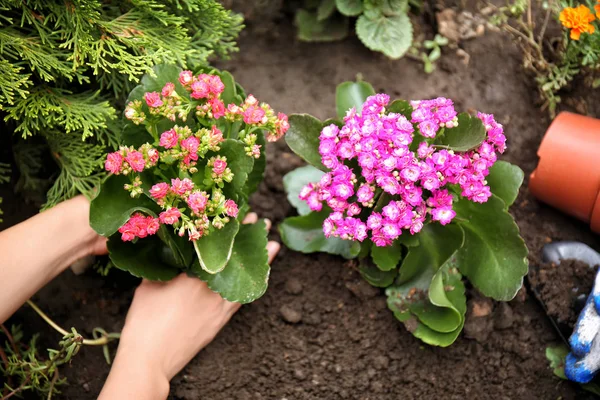 Woman planting flowers — Stock Photo, Image