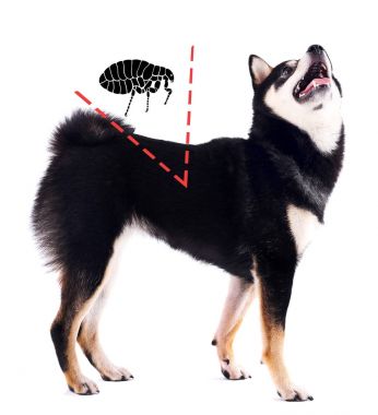 Köpek pire ile enfekte 