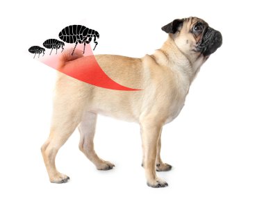 Köpek pire ile enfekte 
