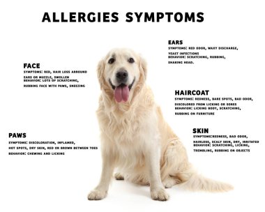 Köpek ve alerji belirtilerin listesi