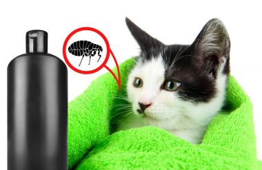Havlu ve pire şampuanı şişe ile kedi 