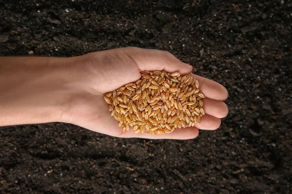 Vrouw met tarwe gras zaden — Stockfoto