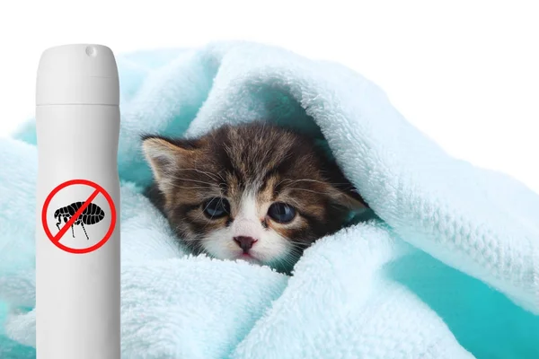 Gatito con toalla y botella de pulga en aerosol — Foto de Stock