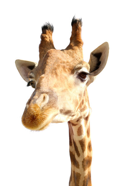 Portrait of cute giraffe