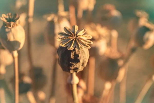 Poppy capsules with seeds on autumn field — Stock Photo, Image