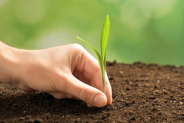 Mulher plantando mudas verdes no solo, close-up — Fotografia de Stock