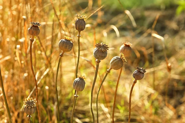 Cápsulas de amapola con semillas en el campo de otoño —  Fotos de Stock