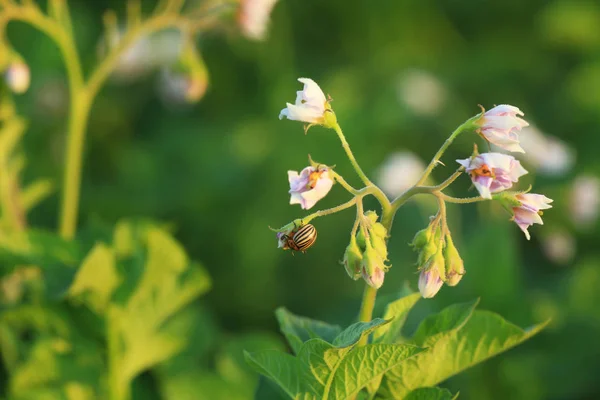 Gros plan des plants de pommes de terre sur la plantation — Photo