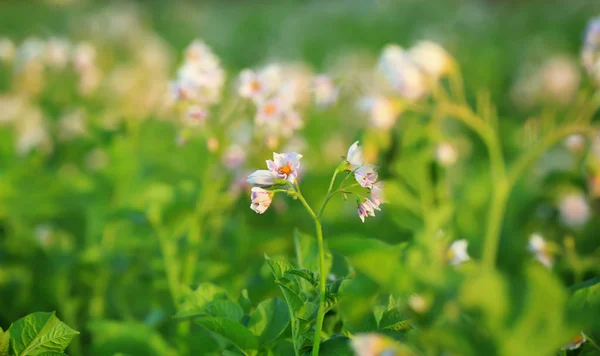 Nahaufnahme von Kartoffelbüschen auf Plantage — Stockfoto