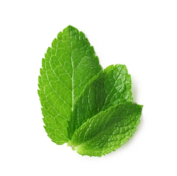 Foglie di menta fresca — Foto Stock