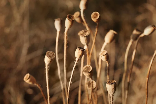 Cápsulas de amapola con semillas en el campo de otoño —  Fotos de Stock