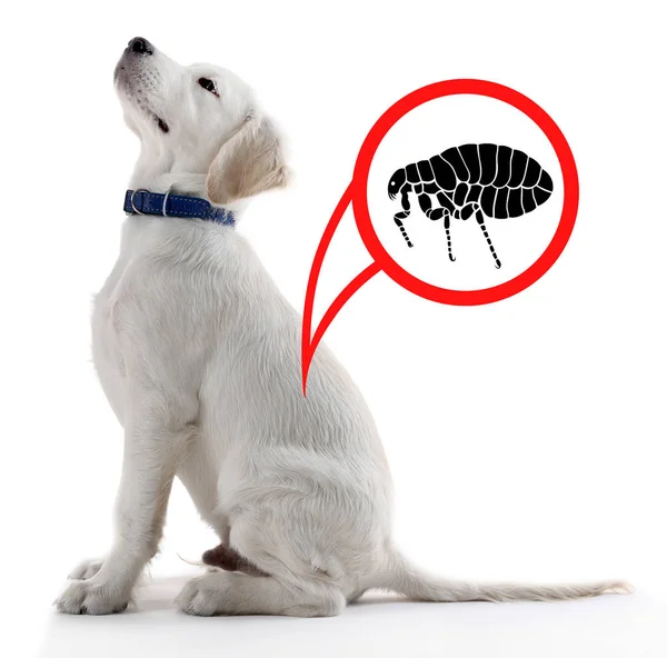 Pire ile enfekte köpek yavrusu — Stok fotoğraf