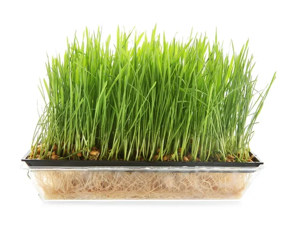 Sprouter avec de l'herbe de blé — Photo