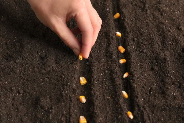 Donna piantare semi nel terreno, da vicino — Foto Stock