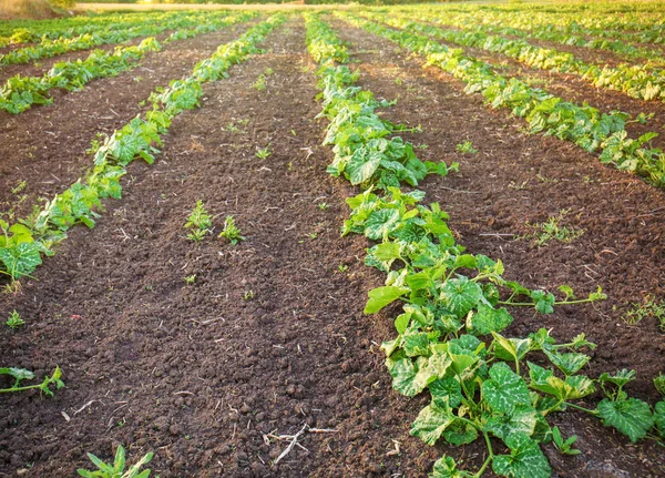 Melon plantacji na słoneczny dzień — Zdjęcie stockowe