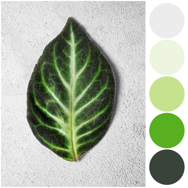 Paleta de colores y hoja verde — Foto de Stock