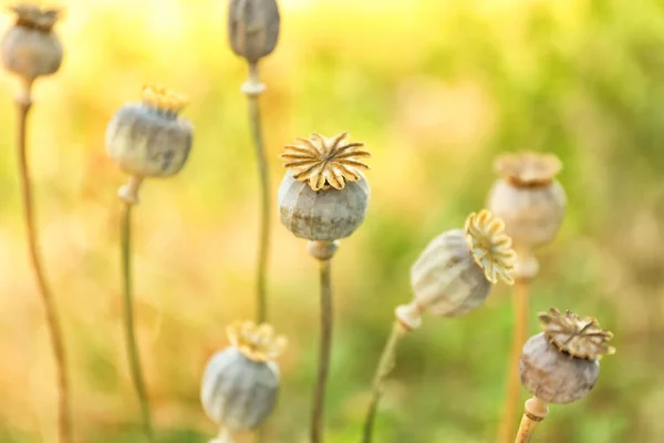 Cápsulas de amapola con semillas en el campo de otoño —  Fotos de Stock