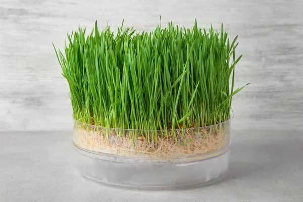 Brote con hierba de trigo — Foto de Stock