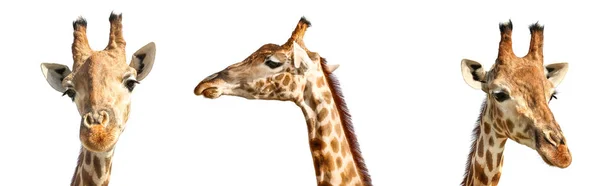 Aranyos zsiráf fehér háttér kollázs — Stock Fotó