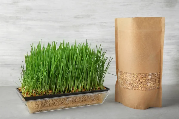 Sprouter avec de l'herbe de blé — Photo