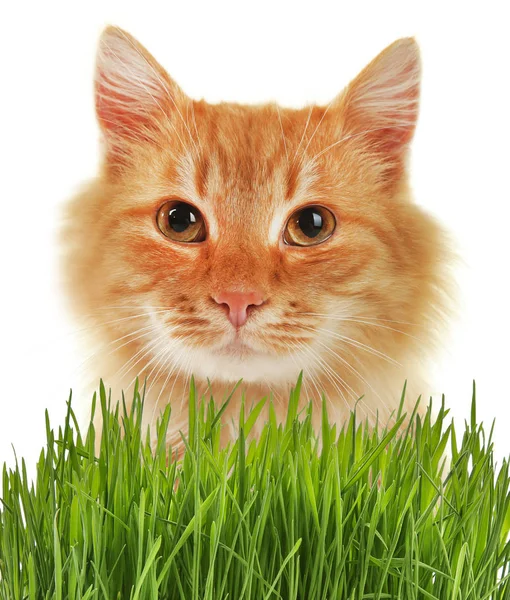 Leuke kat en tarwe gras — Stockfoto