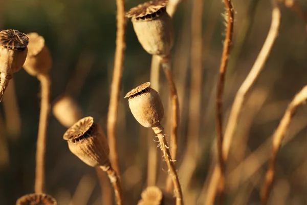 Cápsulas de amapola con semillas en el campo de otoño —  Fotos de Stock