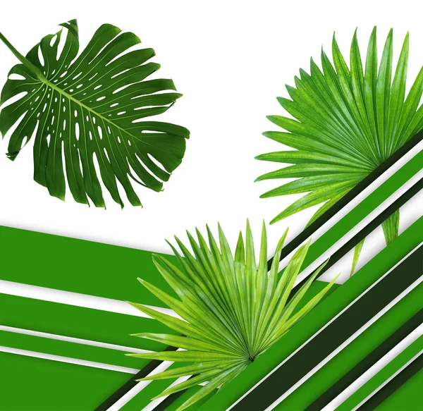 Tropical leaves and geometric pattern — Stock Photo, Image