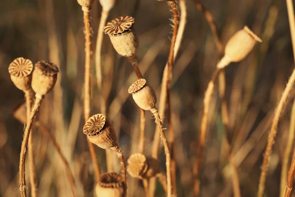 Sonbahar sahada tohumları ile haşhaş kapsül — Stok fotoğraf