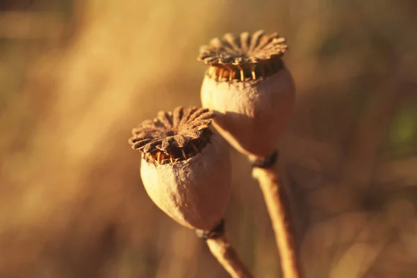 Capsule di papavero con semi sul campo autunnale — Foto Stock