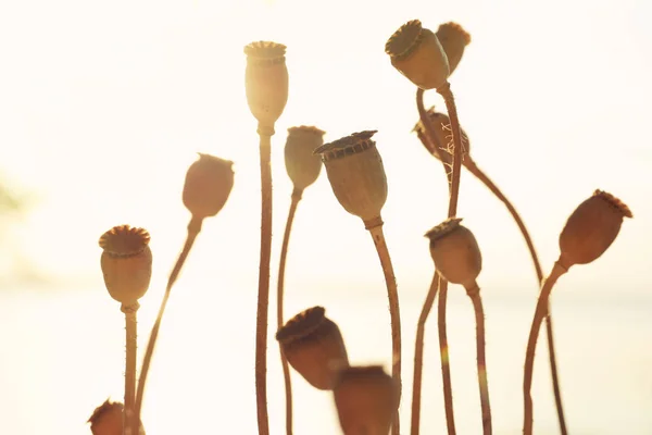 Sonbahar sahada tohumları ile haşhaş kapsül — Stok fotoğraf