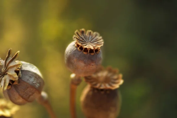 Маковые капсулы с семенами на осеннем поле — стоковое фото