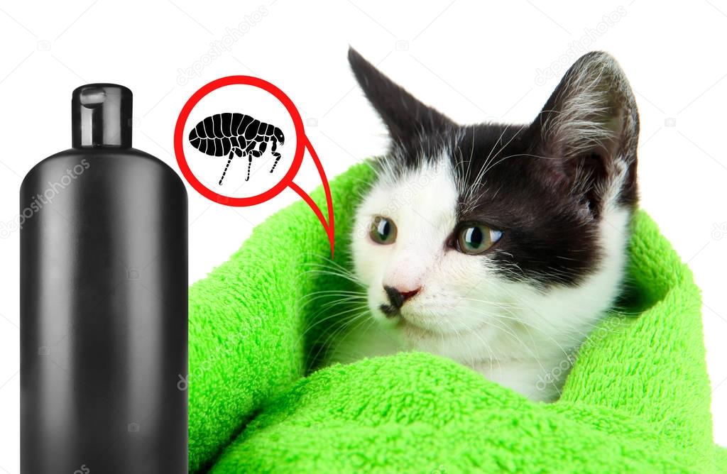 Cat with towel and bottle of flea shampoo 