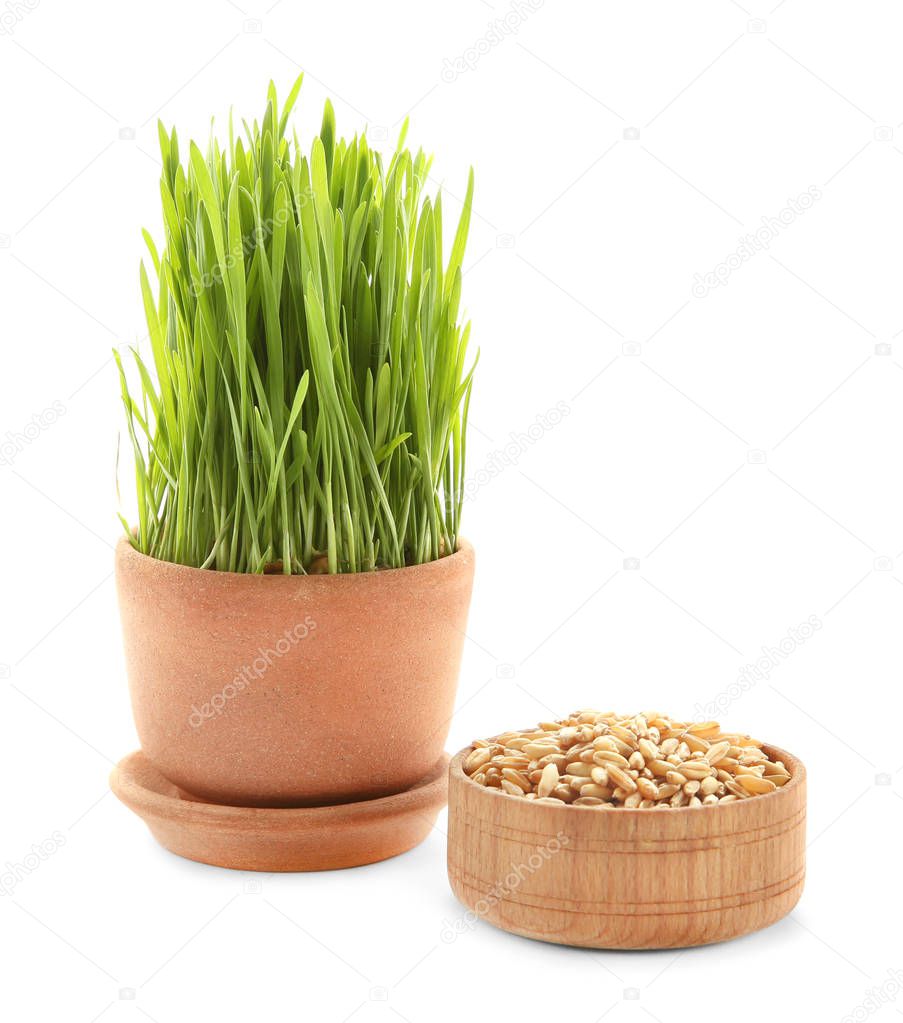 Pot with wheat grass 