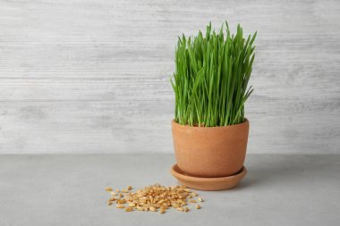 Buğday çimen ile pota 