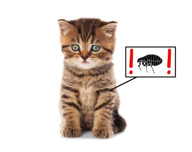 Körle musallat yavru kedi 