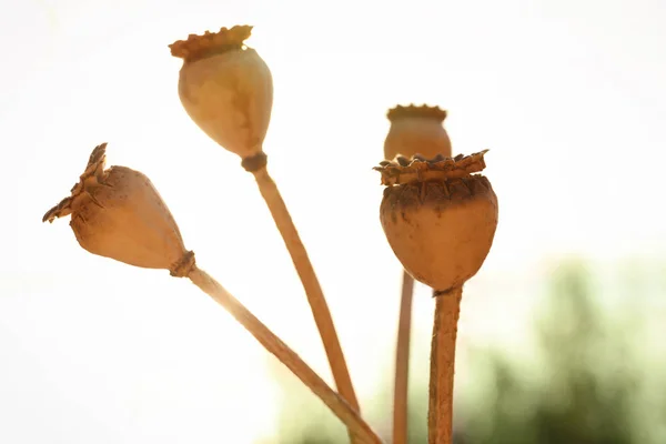 Poppy capsules with seeds on autumn field — Stock Photo, Image