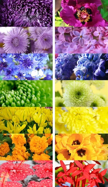 Lindas flores diferentes — Fotografia de Stock