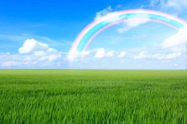 field and rainbow in sky