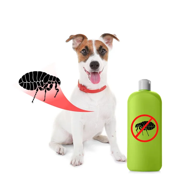 Puppy and bottle of flea shampoo — Stock Photo, Image
