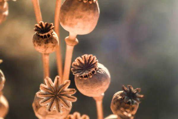 Cápsulas de papoila com sementes no campo de outono — Fotografia de Stock