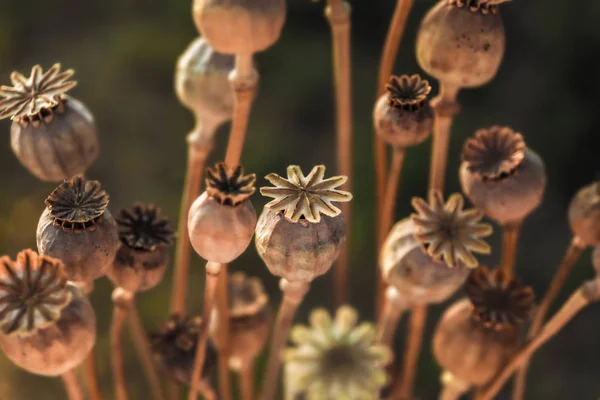 Cápsulas de amapola con semillas en el campo de otoño —  Fotos de Stock