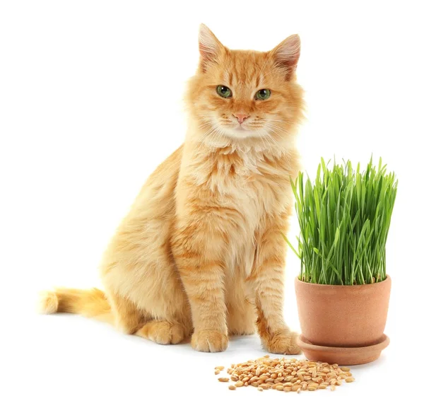 Leuke kat en tarwe gras — Stockfoto