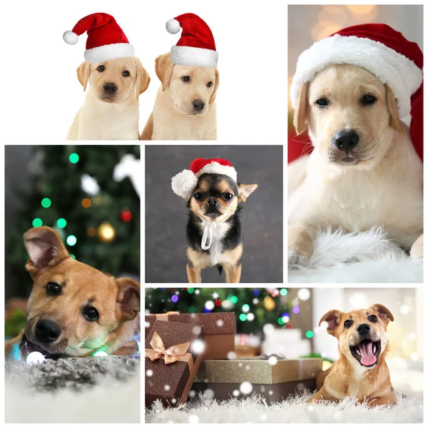 Коллаж с симпатичными собаками в качестве символа 2018 года — стоковое фото