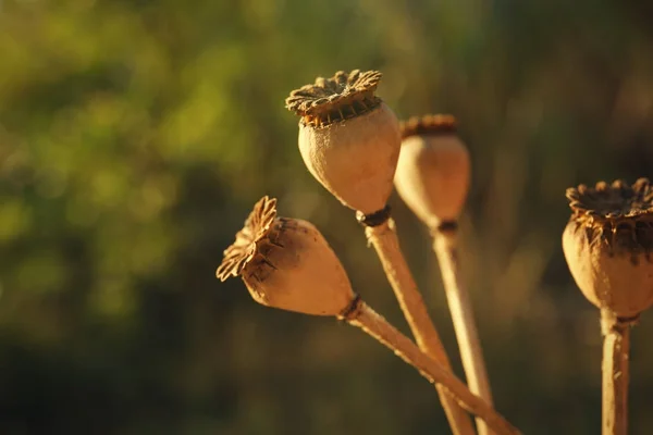 Cápsulas de amapola con semillas en el campo de otoño —  Fotos de Stock